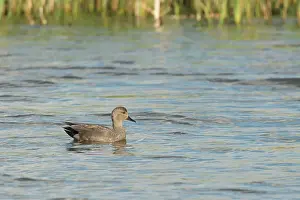 Strepera: Gadwall