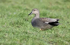 Strepera: Gadwall