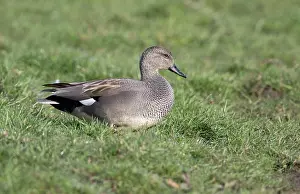 Strepera: Gadwall