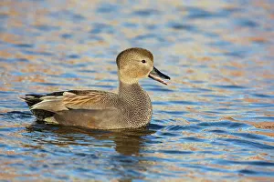 Strepera: Gadwall