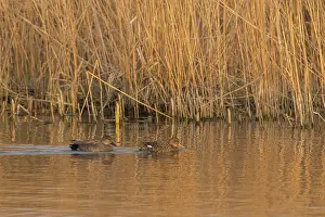 Strepera: Gadwall