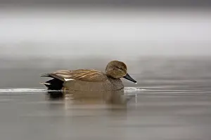 Strepera: Gadwall