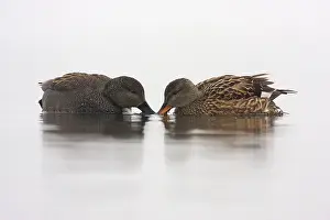 Strepera: Gadwall