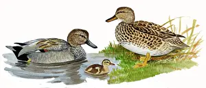 Duckling: Gadwall