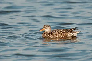 Strepera: Gadwall
