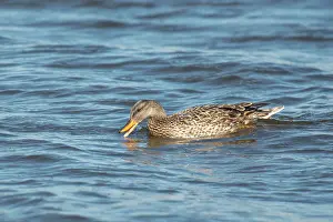 Picking: Gadwall