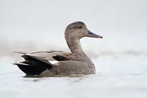 Strepera: Gadwall