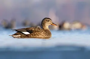 Strepera: Gadwall
