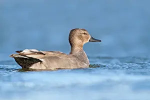 Strepera: Gadwall