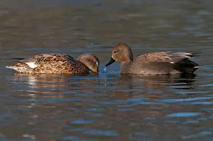 Strepera: Gadwall