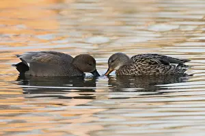 Strepera: Gadwall