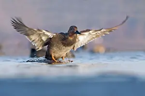Strepera: Gadwall