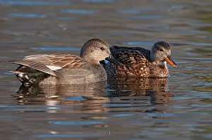 Strepera: Gadwall
