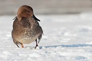 Strepera: Gadwall