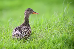 Strepera: Gadwall
