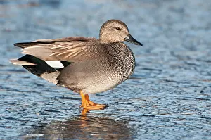 Strepera: Gadwall