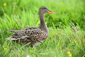 Strepera: Gadwall