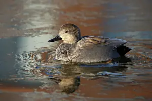 Strepera: Gadwall