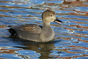Strepera: Gadwall