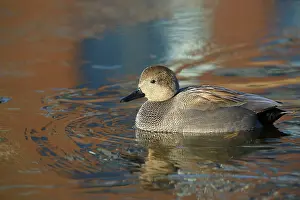 Strepera: Gadwall
