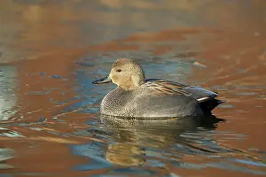 Strepera: Gadwall