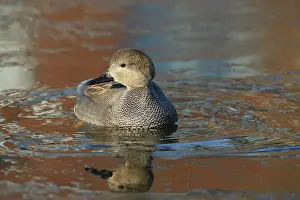 Strepera: Gadwall
