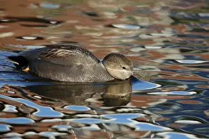Strepera: Gadwall
