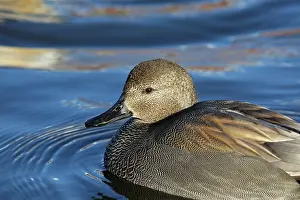 Strepera: Gadwall
