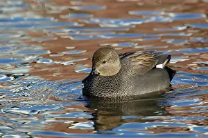Strepera: Gadwall