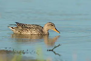 Zeeland: Gadwall