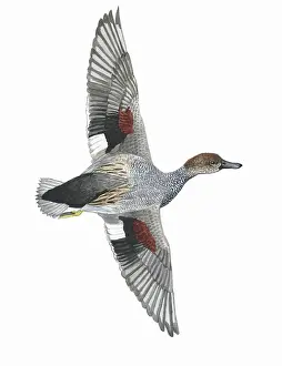Strepera: Gadwall