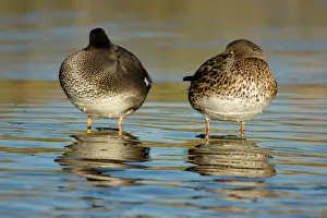 2000: Gadwall
