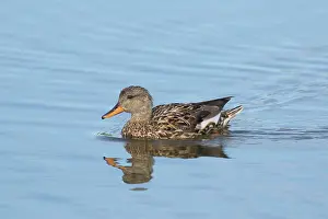 Strepera: Gadwall