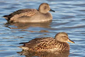 Gadwall: Gadwall - adult female on the water with adult