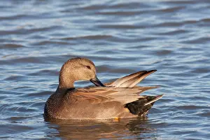 Gadwall: Gadwall - adult male preening on the water