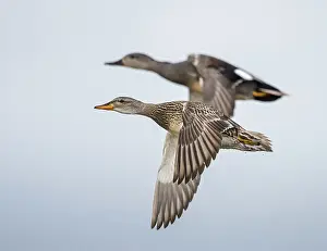 Strepera: Gadwall (Anas strepera) couple in flight, The N