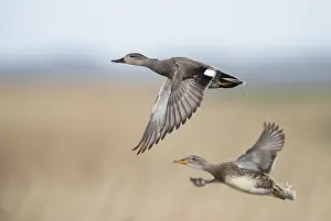 Strepera: Gadwall (Anas strepera) male and female flying