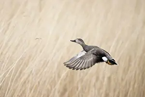 Strepera: Gadwall (Anas strepera) male flying against a r