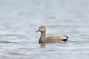 Strepera: Gadwall (Anas strepera) male in the water, The Netherlands
