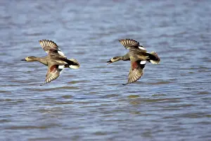Strepera: Gadwall - chasing off rival