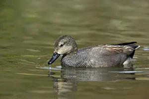 Strepera: Gadwall Drake