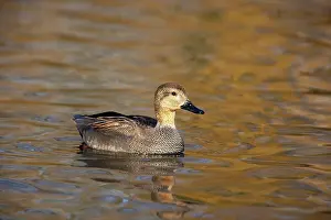 Strepera: Gadwall - Drake