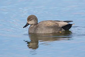 Drake: Gadwall drake