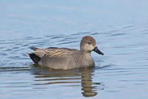 Drake: Gadwall drake