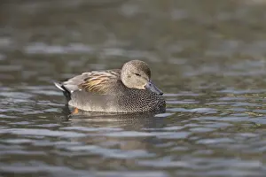 Gadwall: Gadwall - Drake - Cornwall - UK