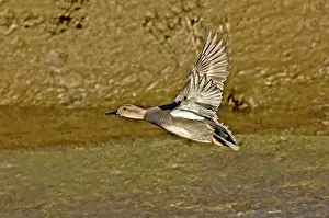 Strepera: Gadwall drake in flight