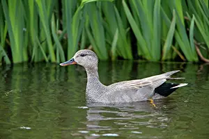 Strepera: Gadwall - drake on lake Island of Texel, Holland