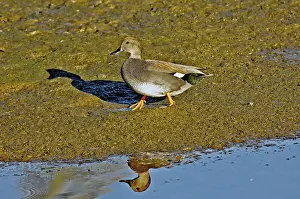 Strepera: Gadwall Drake on mudflat