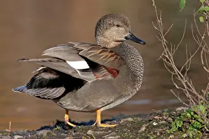 Gadwalls: Gadwall - Drake preening at the edge of a lake