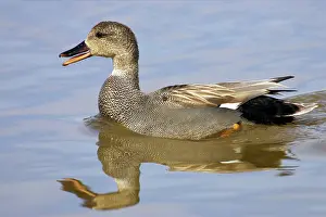 Strepera: Gadwall drake - quacking